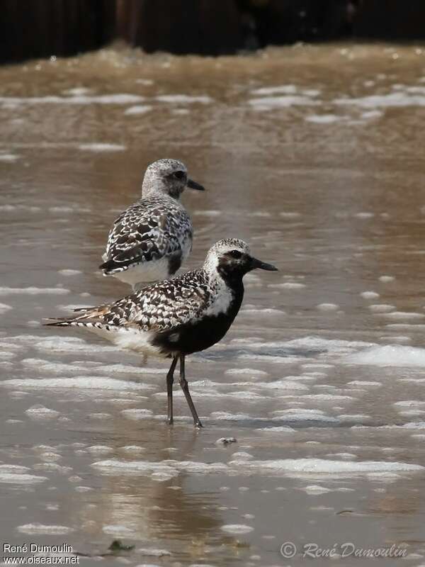 Grey Plover male adult transition, identification