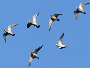 European Golden Plover