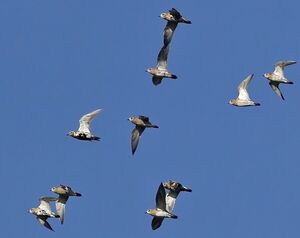 European Golden Plover