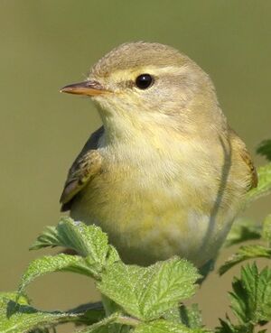 Willow Warbler