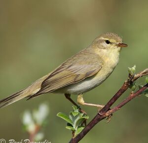 Willow Warbler