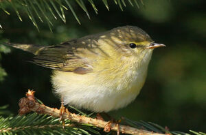 Willow Warbler