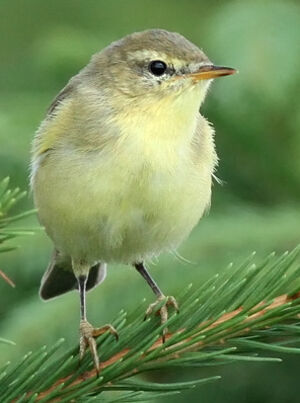 Willow Warbler