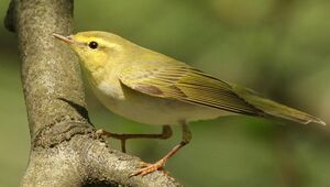 Wood Warbler