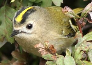 Goldcrest