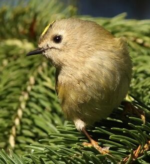 Goldcrest