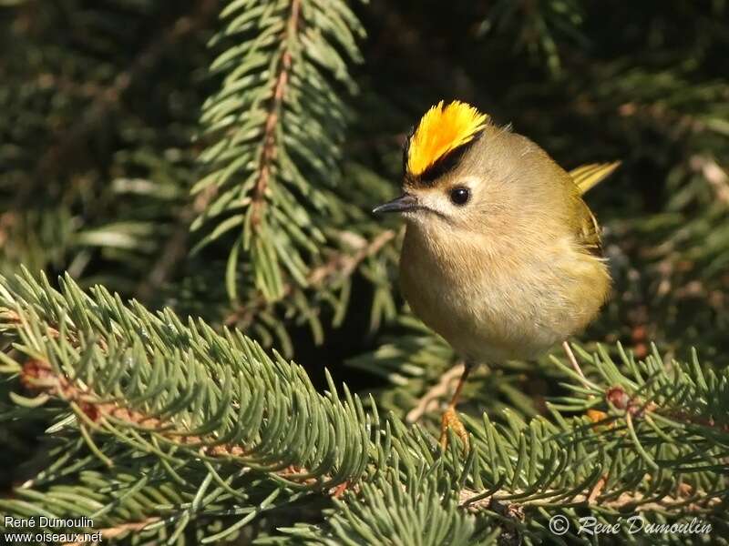 Goldcrest male adult, courting display