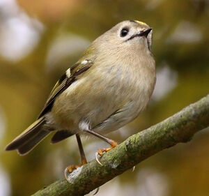 Goldcrest
