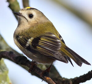 Goldcrest