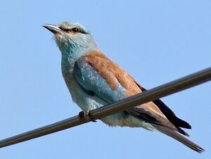 European Roller