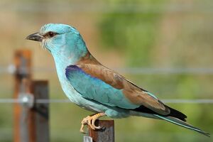 European Roller