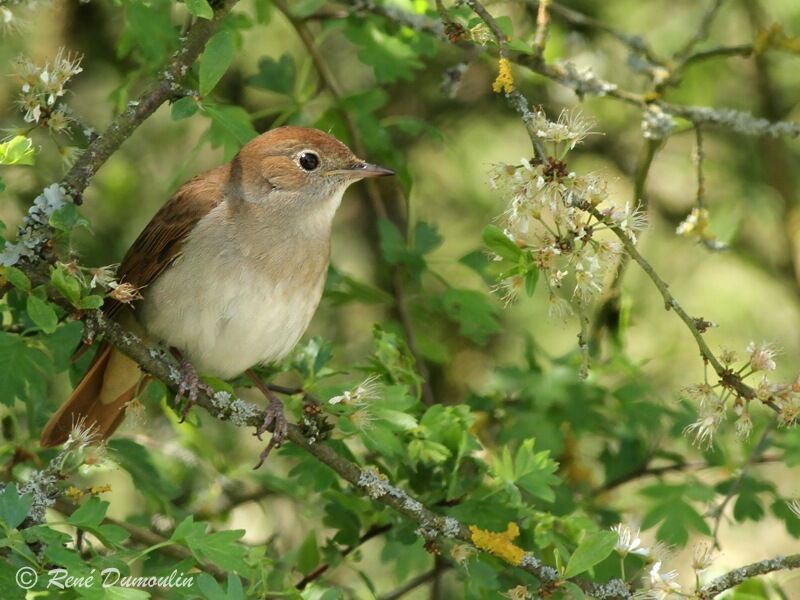Common Nightingale female adult, identification