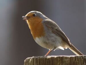 European Robin