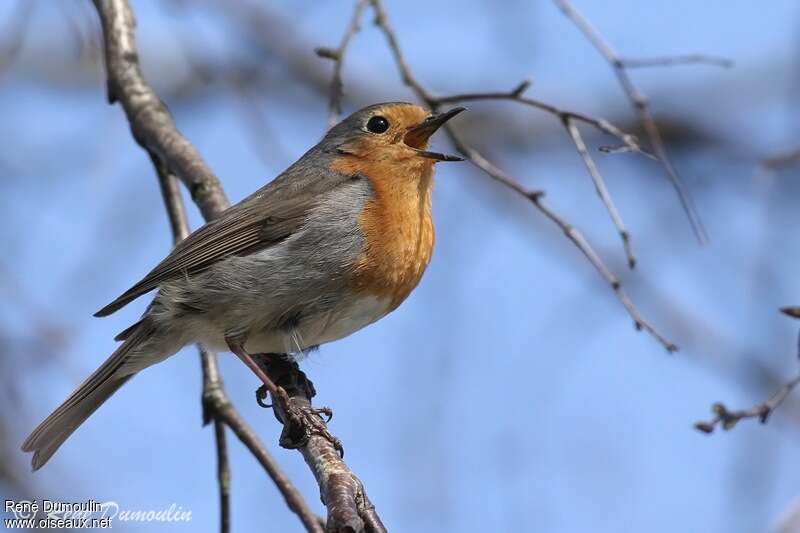 European Robin male adult, song