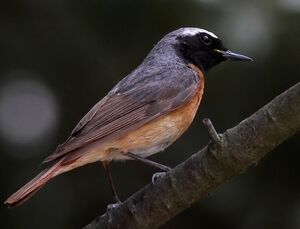 Common Redstart