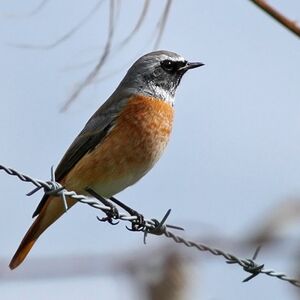 Common Redstart 
&copy; Ren� Dumoulin