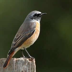 Common Redstart 
&copy; Ren� Dumoulin