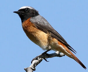 Common Redstart 
&copy; Ren� Dumoulin