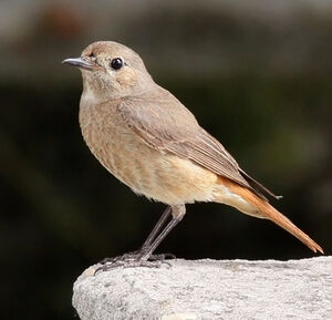 Common Redstart 
&copy; Ren� Dumoulin