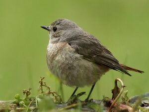 Common Redstart 
&copy; Ren� Dumoulin
