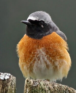 Common Redstart 
&copy; Ren� Dumoulin