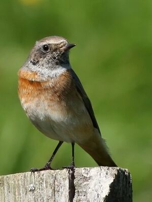 Common Redstart 
&copy; Ren� Dumoulin