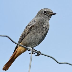 Black Redstart