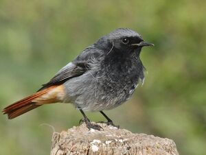 Black Redstart