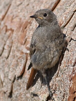 Black Redstart