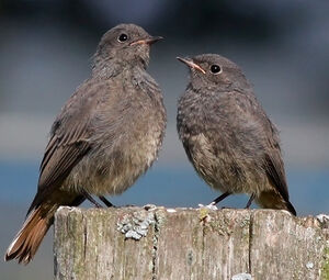 Black Redstart