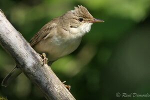 Marsh Warbler 
&copy; Ren� Dumoulin