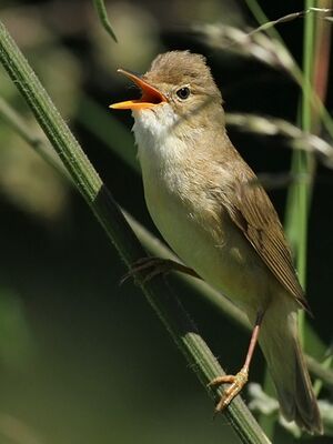 Marsh Warbler 
&copy; Ren� Dumoulin