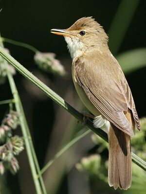 Marsh Warbler 
&copy; Ren� Dumoulin