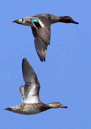 Eurasian Teal 
&copy; Ren� Dumoulin