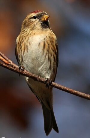 Lesser Redpoll