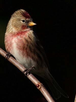 Lesser Redpoll