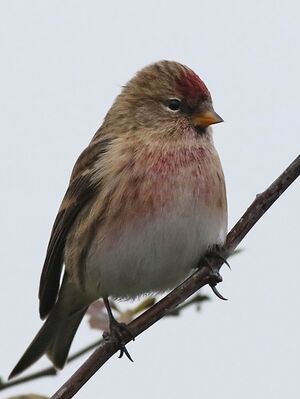 Lesser Redpoll