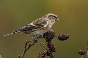 Lesser Redpoll