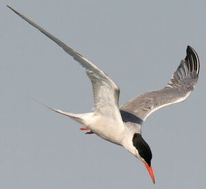 Common Tern 
&copy; Ren� Dumoulin