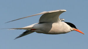 Common Tern 
&copy; Ren� Dumoulin