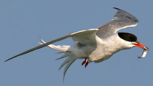 Common Tern 
&copy; Ren� Dumoulin