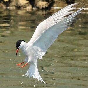 Common Tern 
&copy; Ren� Dumoulin