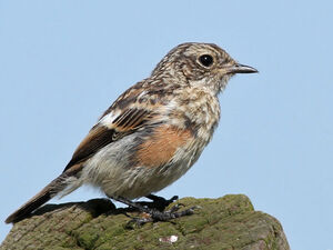 European Stonechat 
&copy; Ren� Dumoulin