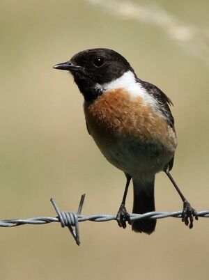 European Stonechat 
&copy; Ren� Dumoulin