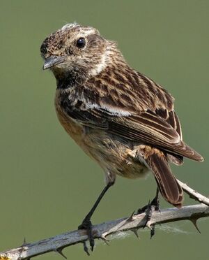 European Stonechat 
&copy; Ren� Dumoulin