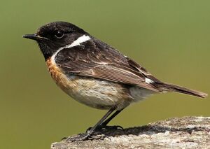 European Stonechat 
&copy; Ren� Dumoulin