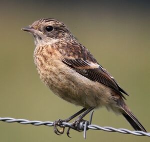 European Stonechat 
&copy; Ren� Dumoulin