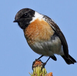 European Stonechat 
&copy; Ren� Dumoulin