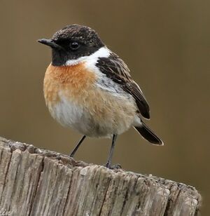 European Stonechat 
&copy; Ren� Dumoulin
