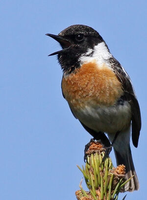 European Stonechat 
&copy; Ren� Dumoulin